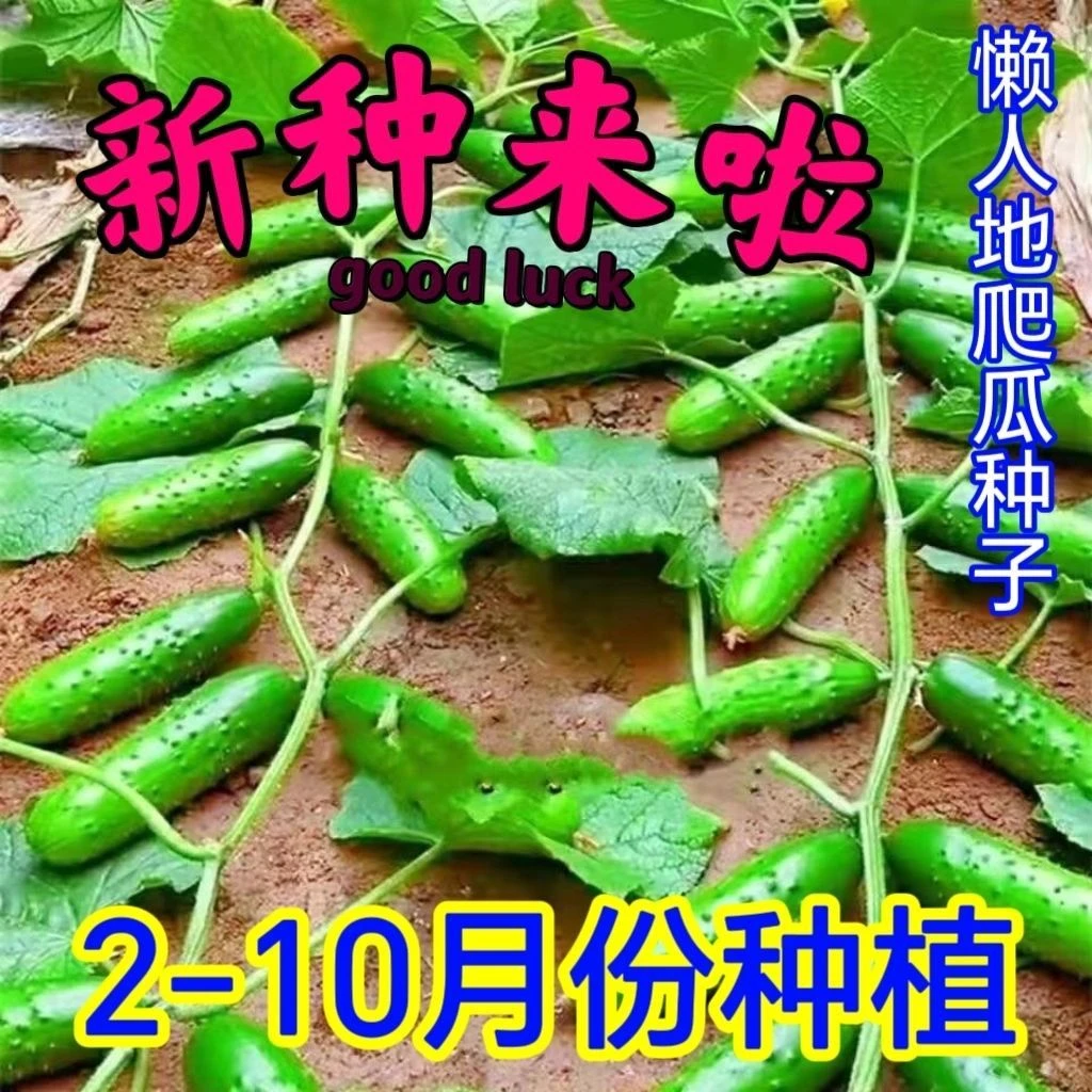 懒人满地爬黄瓜种子不搭架水果黄瓜种孑盆栽四季播种黄瓜种子大全