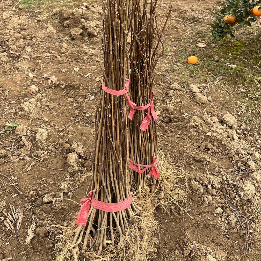 厚皮黄柏树苗中药材种植基地药用黄柏苗高度50-70公分地径0.5-0.6