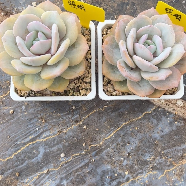 耐***明张张精品多肉奶茶照明