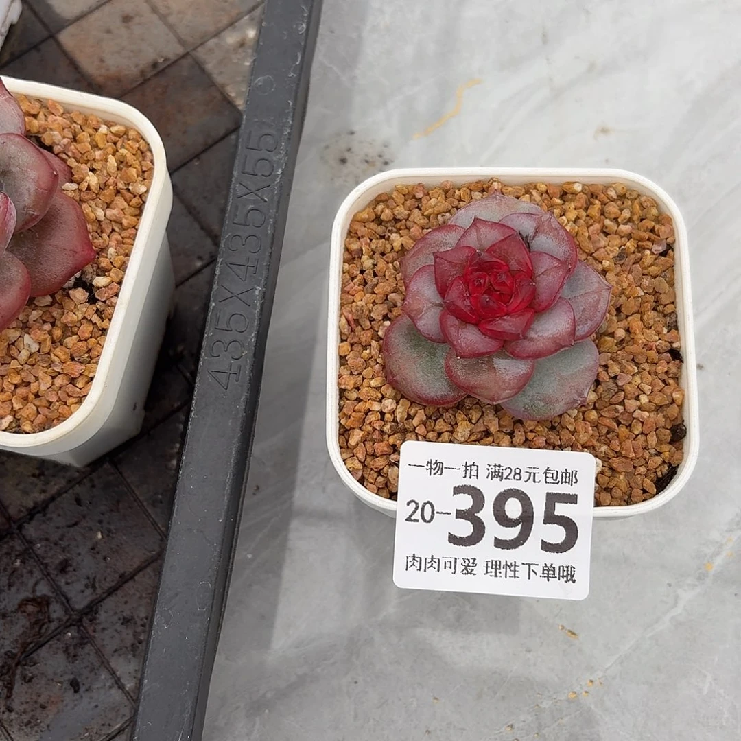 猩红之月无盆土发货