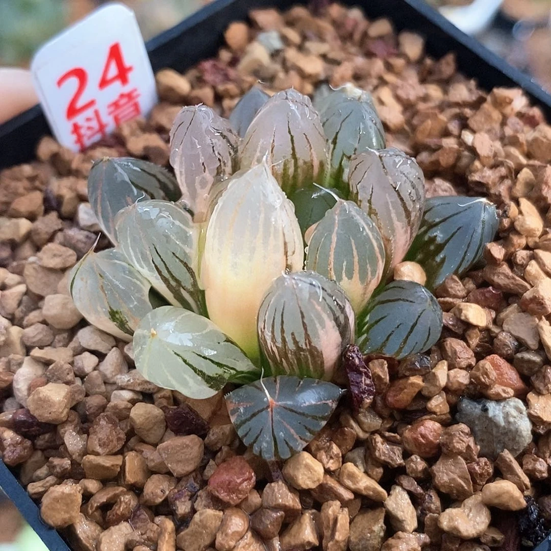 红陶24号霓虹灯玉露锦