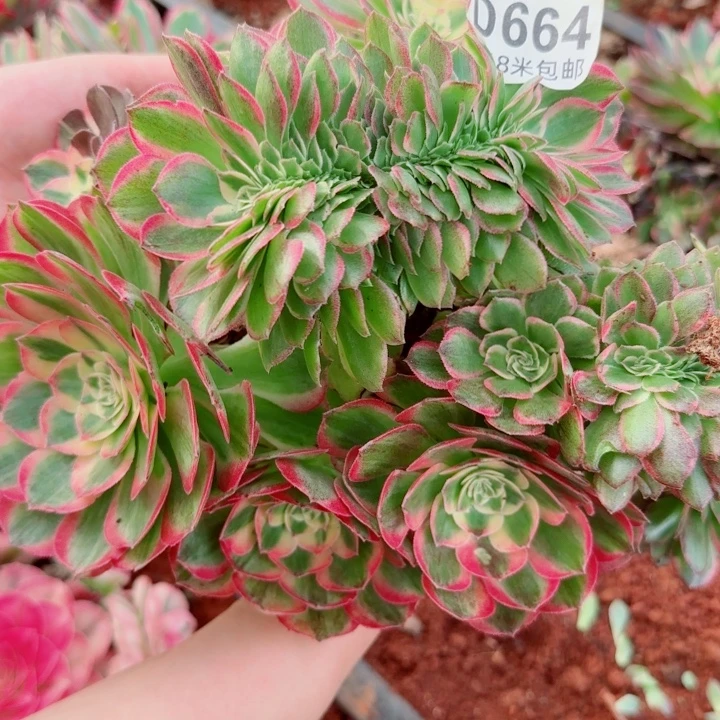 多肉法师淘宝福利