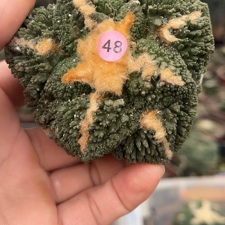 苗接落地无根哥斯拉龟48