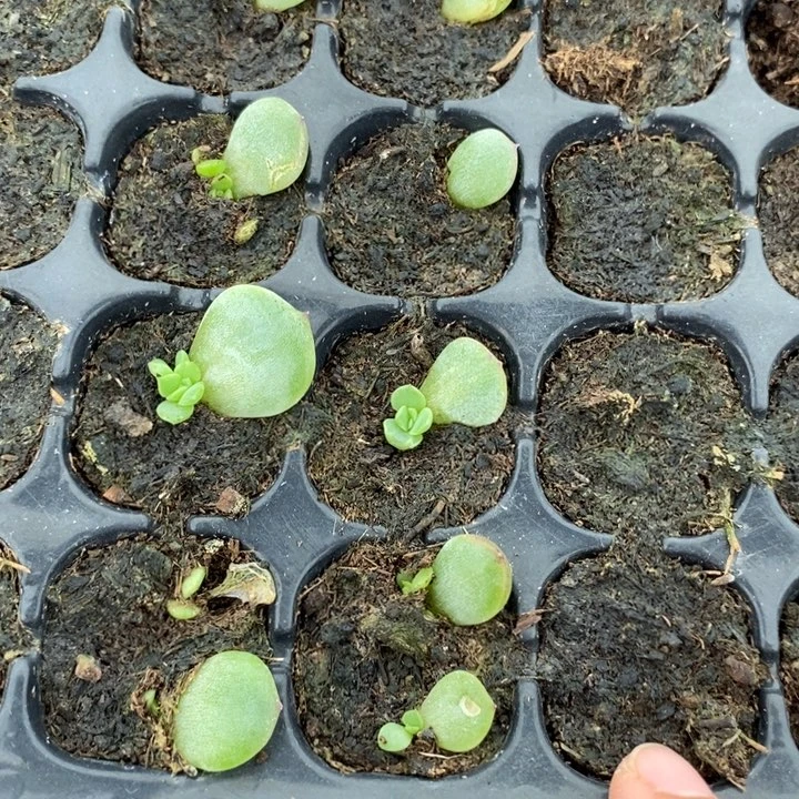 薄荷糖芽苗一个多肉