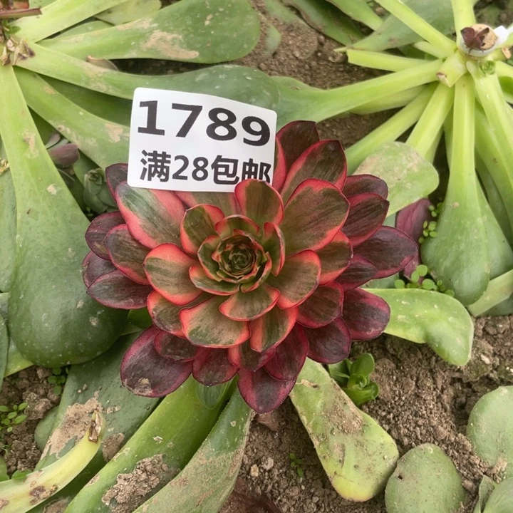 朱****店1789三号棚嫁接多肉植物