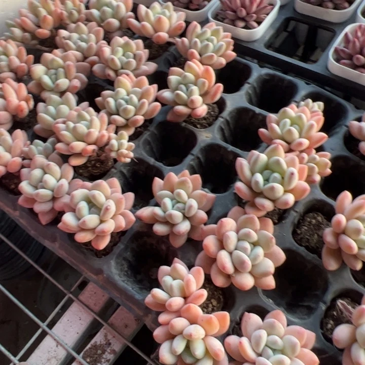 香水穴盘 满30包邮发货