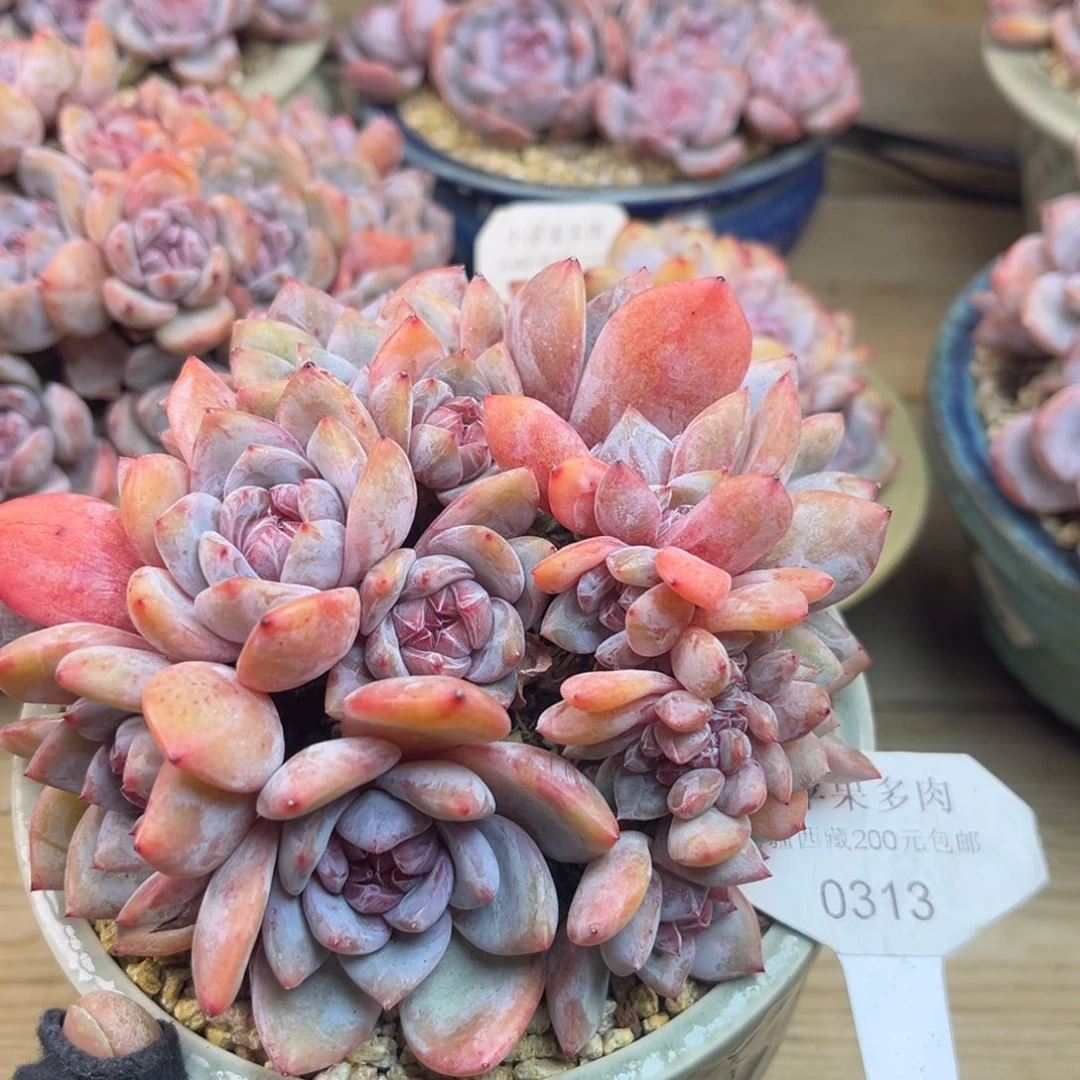 绿底紫心313/13cm多头