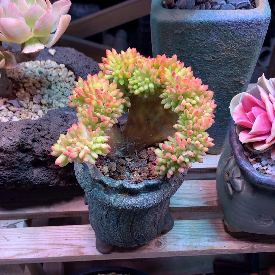 T****g不知道多肉植物缀xin xi bo