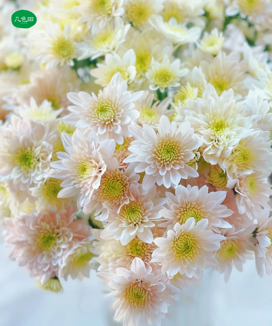 香草沙拉----小菊云南直发鲜花云南花插花鲜花