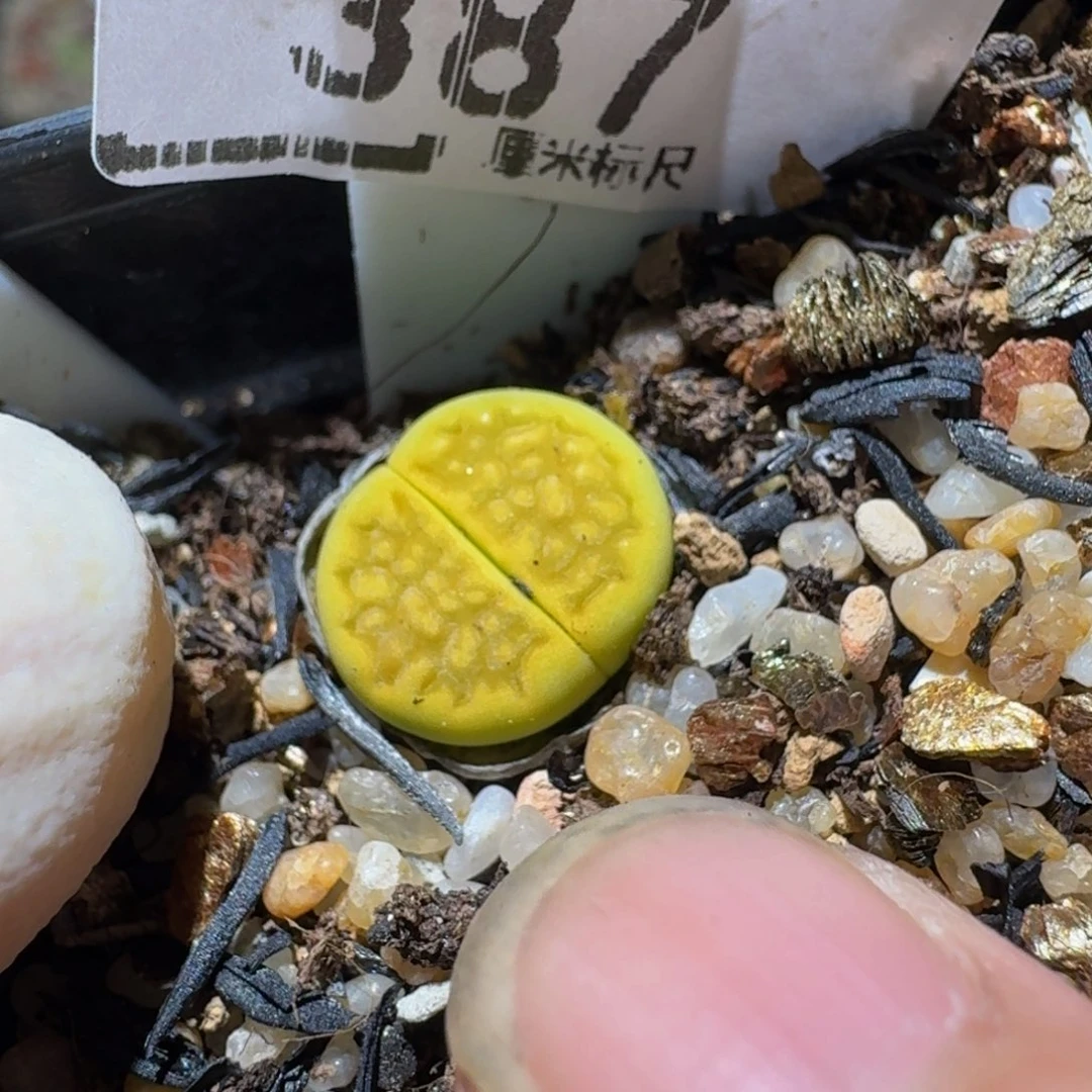 zzz生石花肉锥387