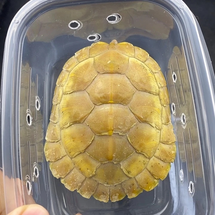 巴西彩龟母66666666