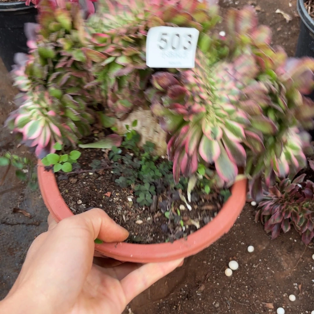 @***清503号荔枝缀化多肉植物