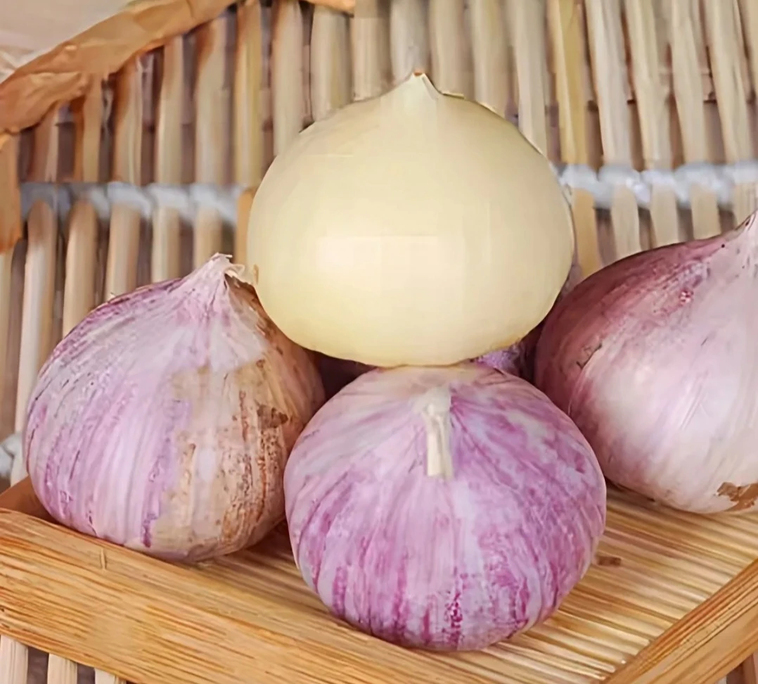 现收农家自种紫皮独头蒜