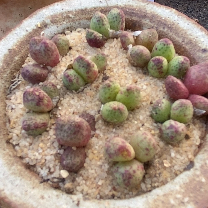 3头955D斑马2颗。