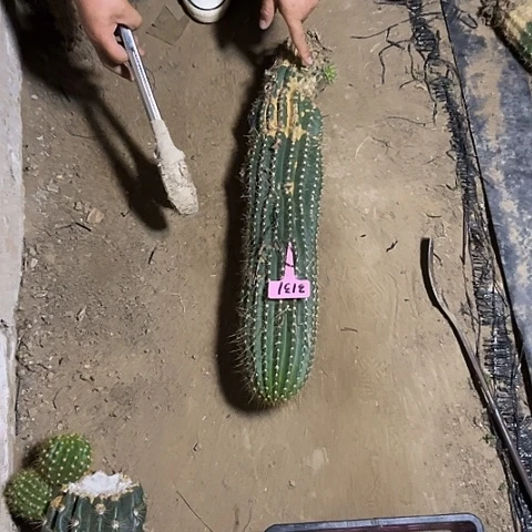 牛牛3131毛花柱微瑕