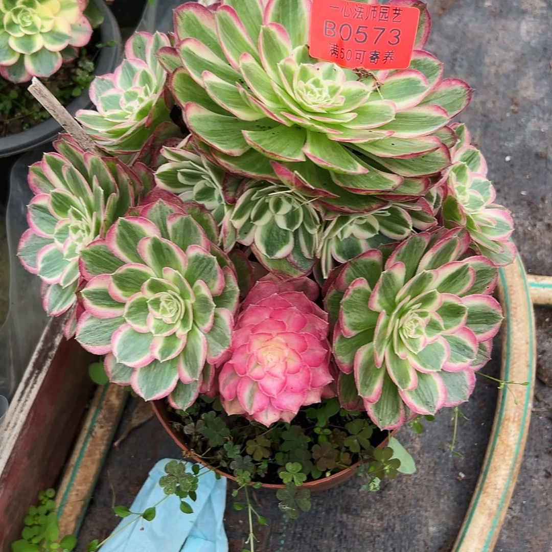 0573多肉植物孔雀翎