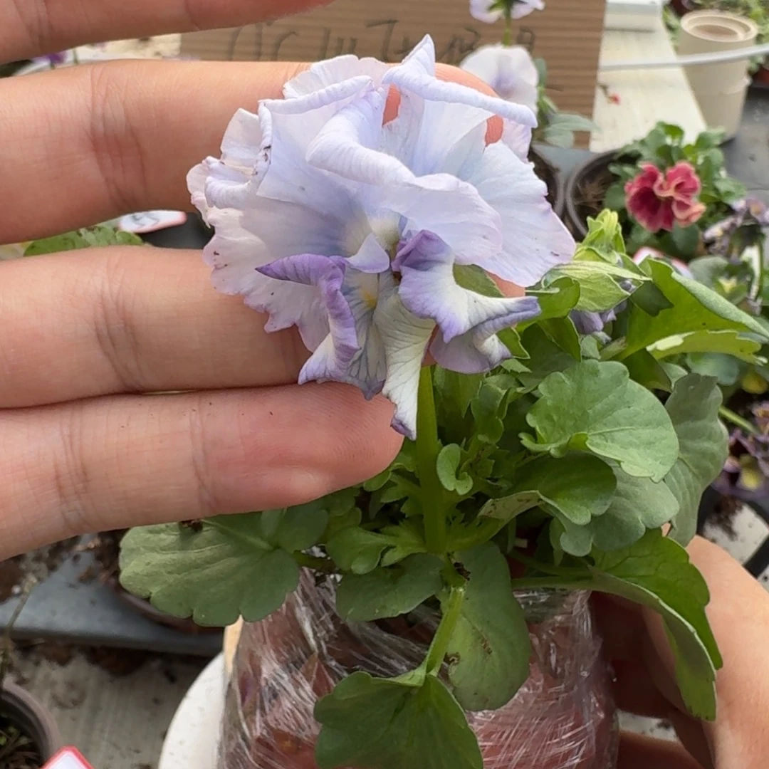 大部分花苞少量开放80