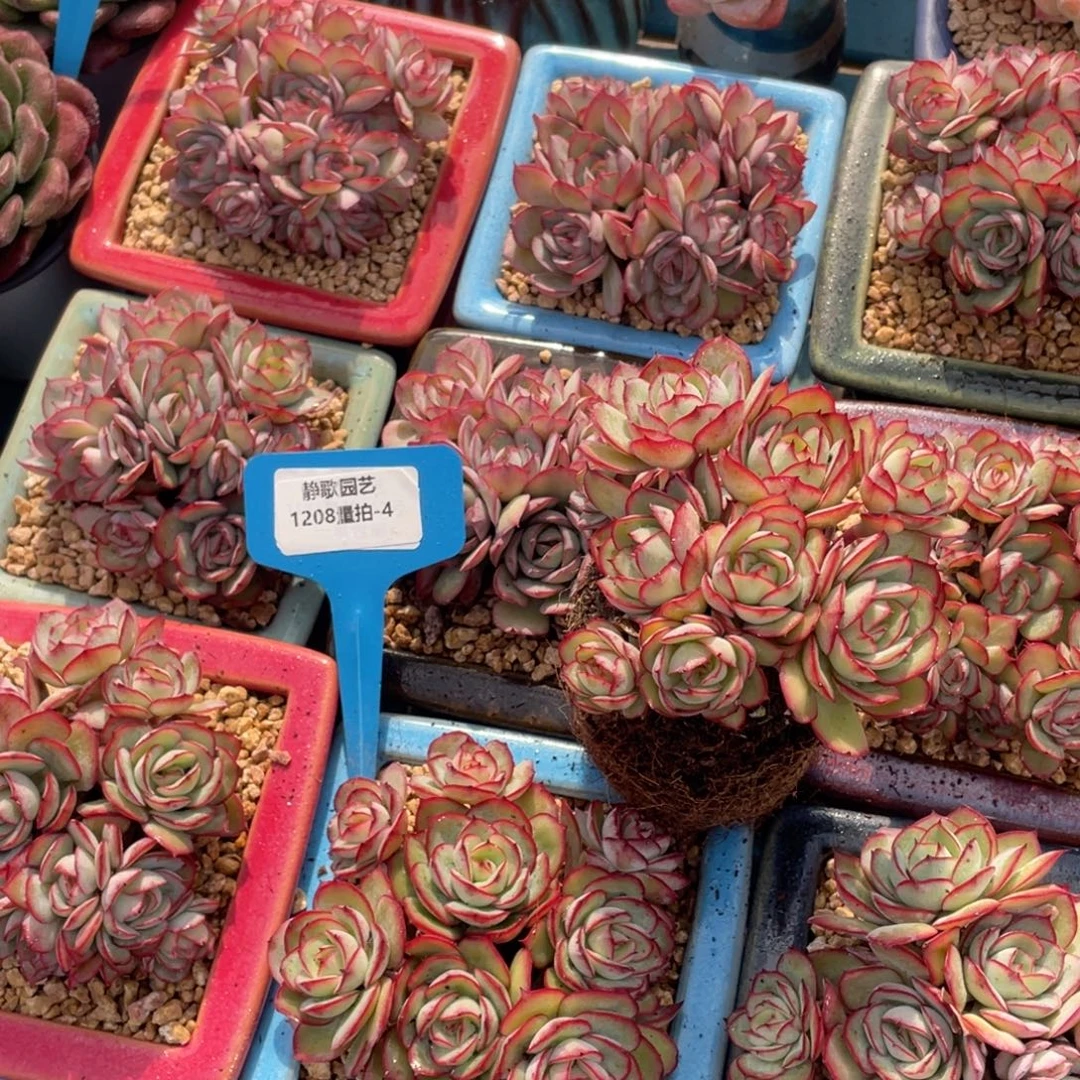 1208-4-牡丹亭小树一颗