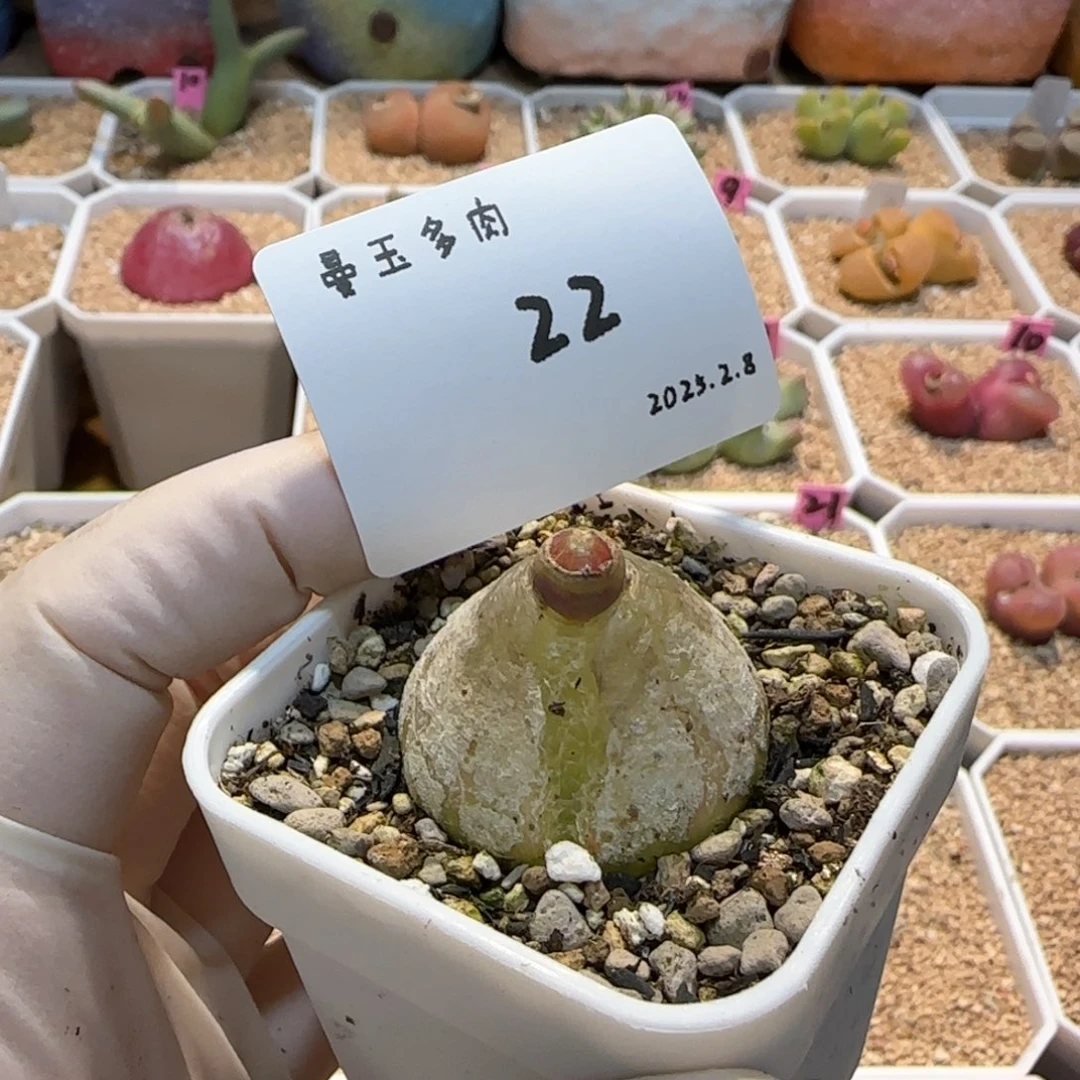 二**R多肉多肉多肉2.8-22