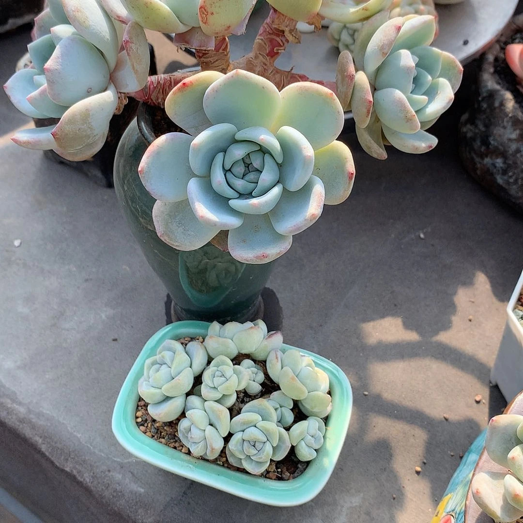泡*一物一拍，冰玉和橙梦露