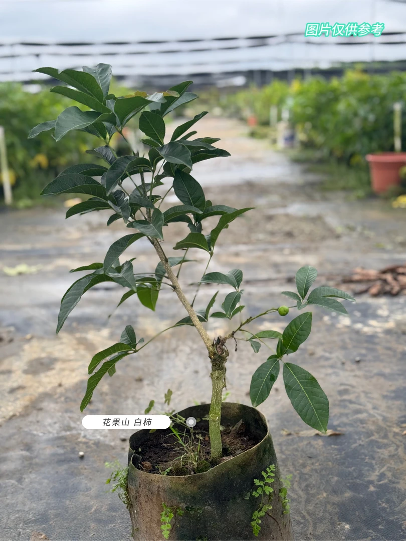 花果山精选绿植壮元红 大苗 网红品种 耐寒品种口感细腻入口即化