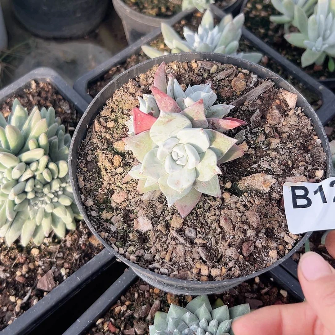 小鹿多肉福利多多玫瑰叶苹果叶