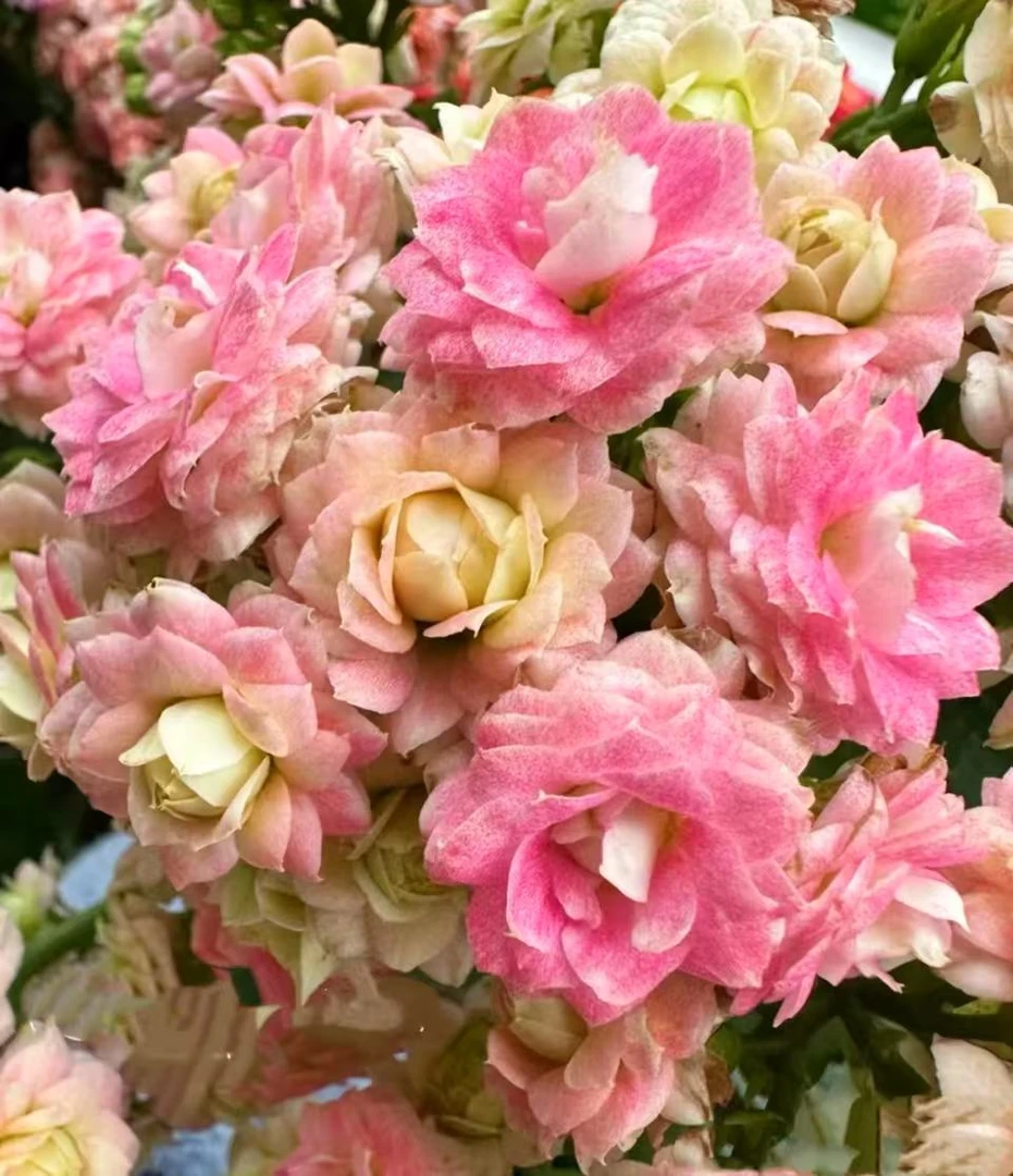 《婚礼冰淇淋》130盆长寿花