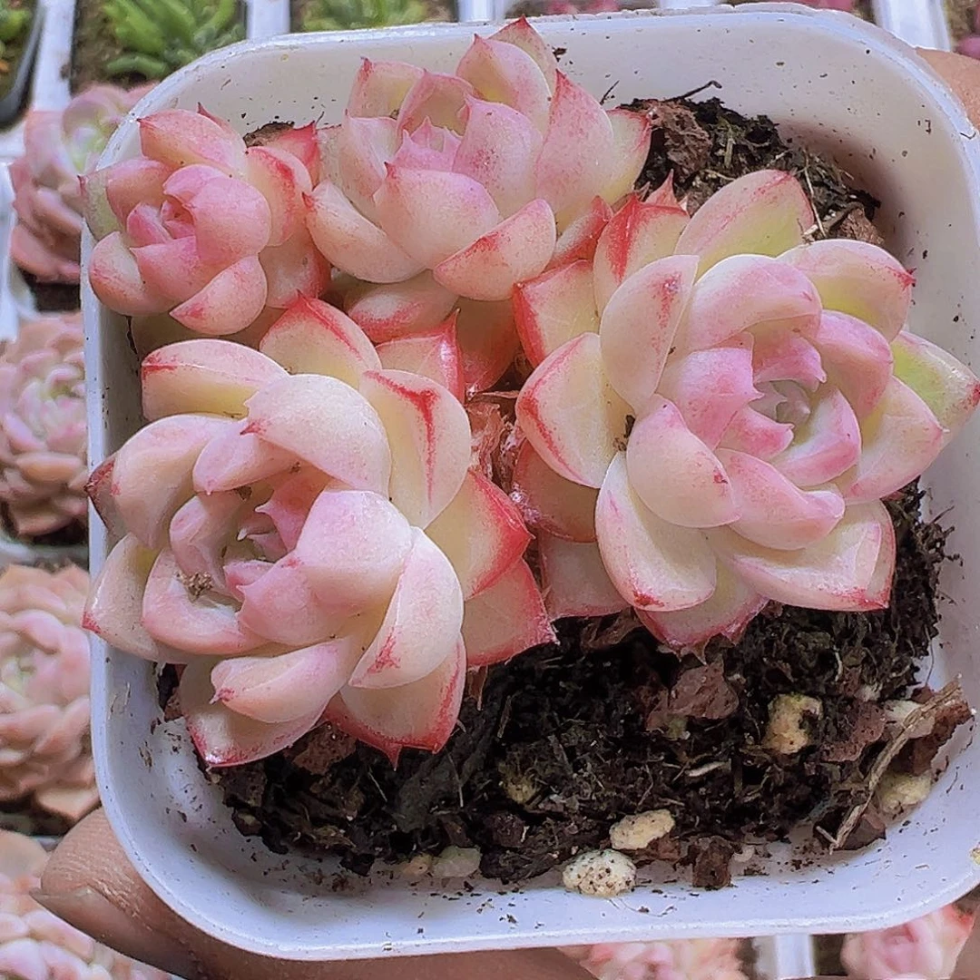 边线女王群19包邮