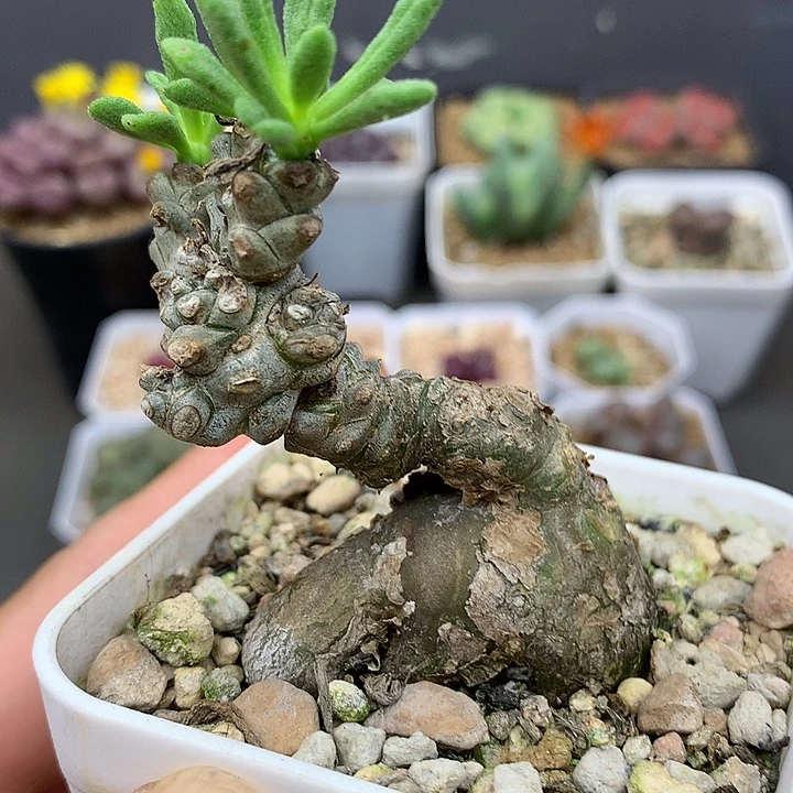 精品多肉植物精品多肉