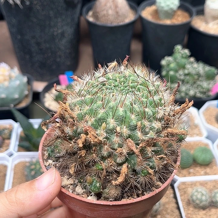无花朵沟宝山母本一颗