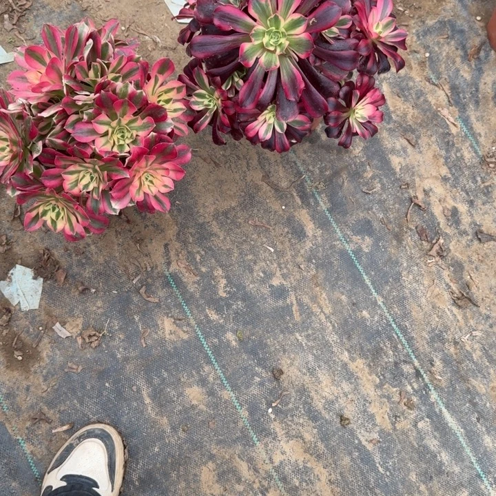 A*** 一单包邮不包侧枝10