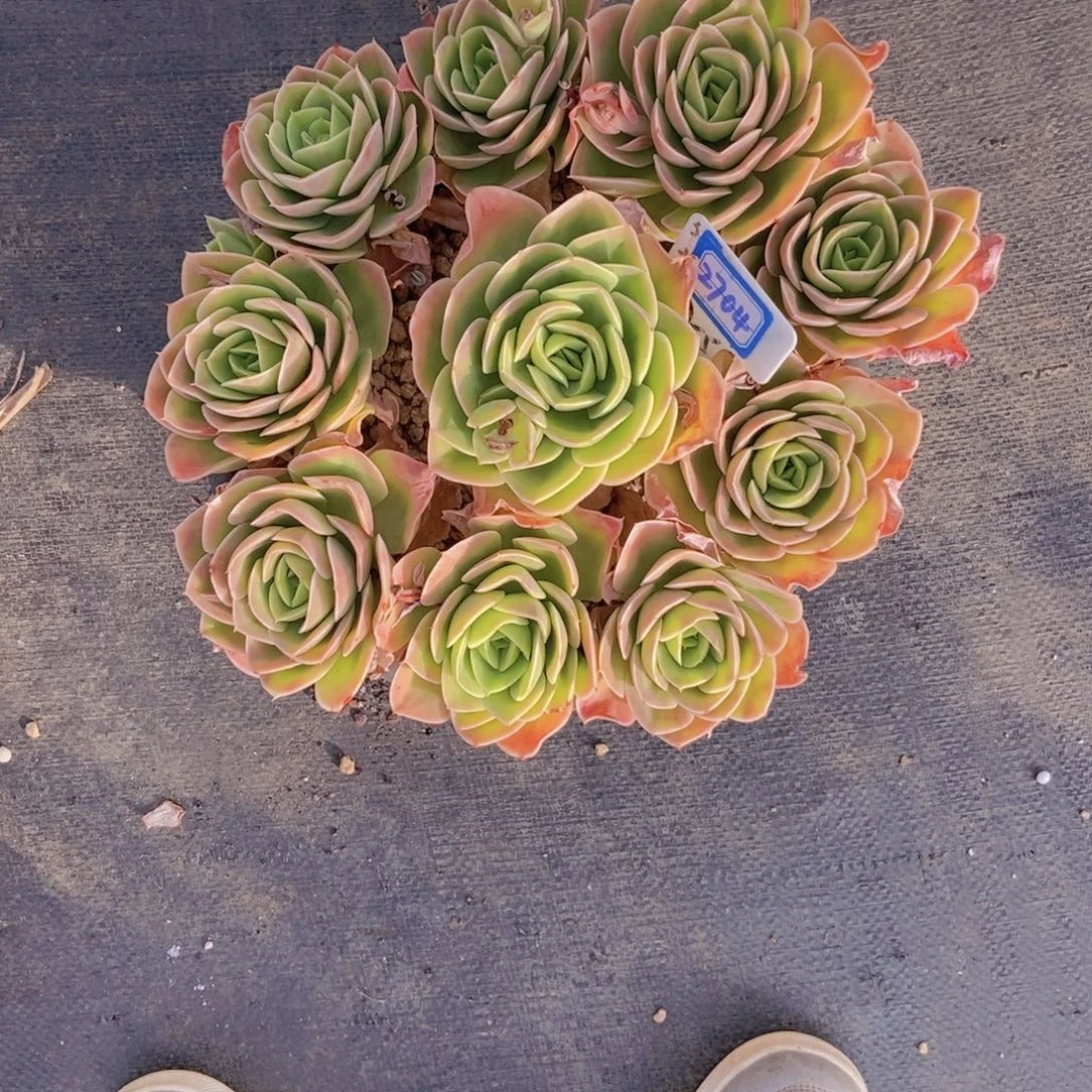 可***可2704星娜塔一颗一