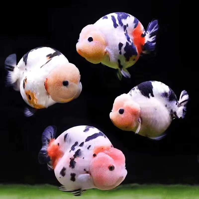 【1号链接】福州王氏种系兰寿金鱼（活体发货不可退货 活体不可拒收）