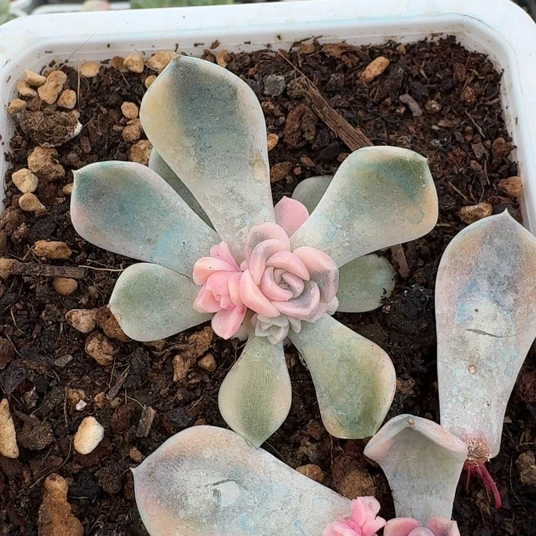 福利汉堡锦底座群