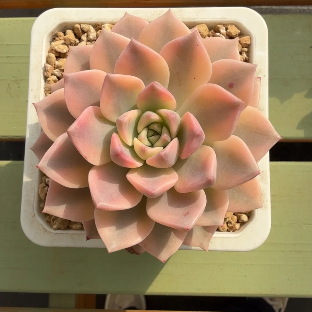 红粉佳人锦锦上园艺一物一拍