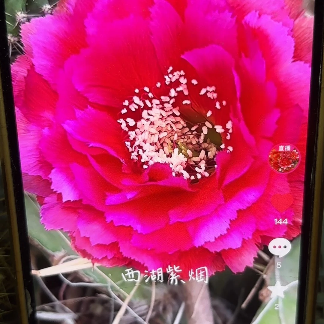 紫烟彩侧牙20包邮仙人球26