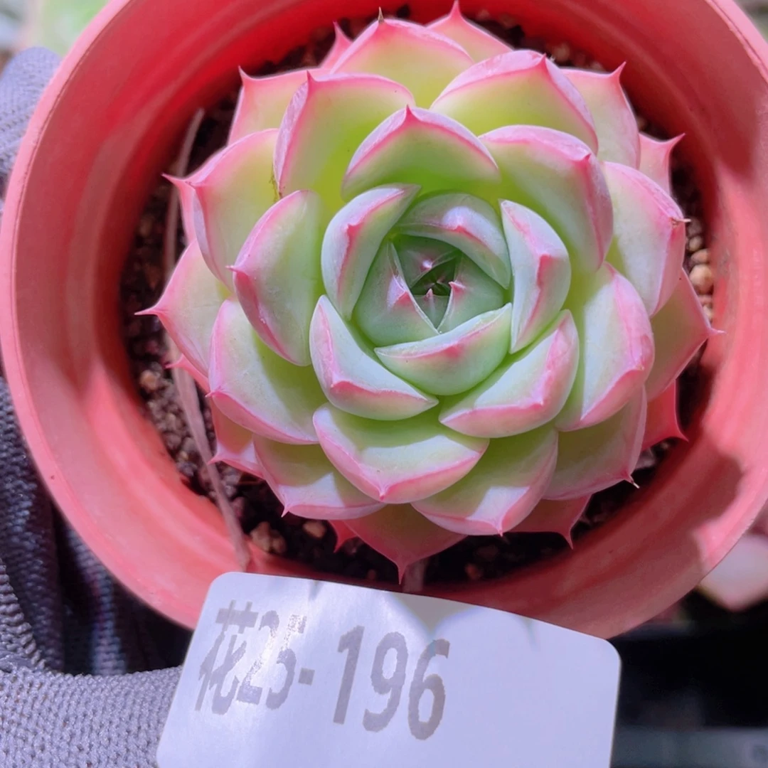 花利美25-196粉水晶