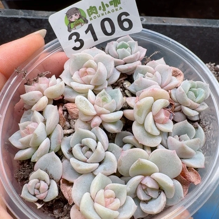 多肉植物多肉植物