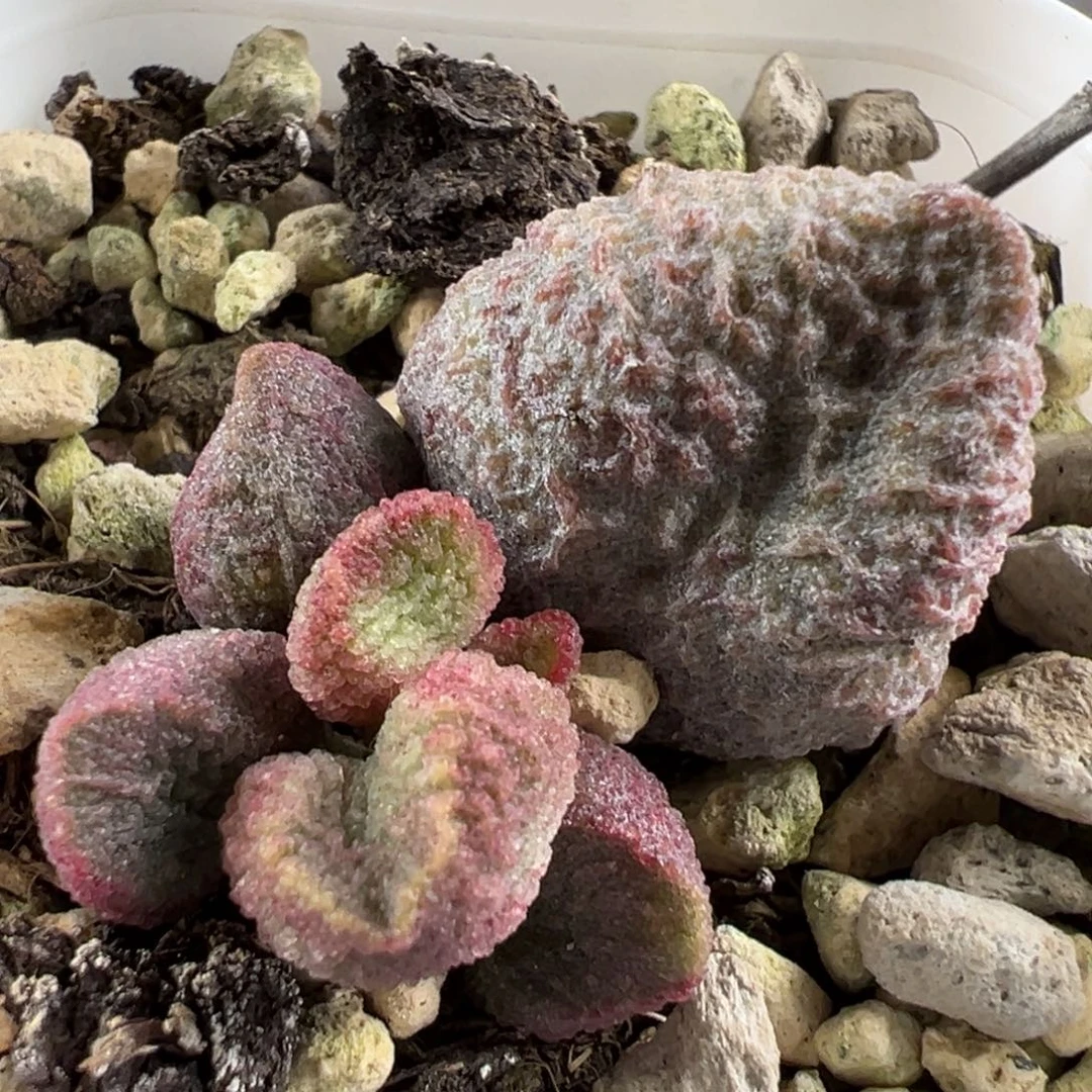 水蜜桃大苗多肉植物水泡