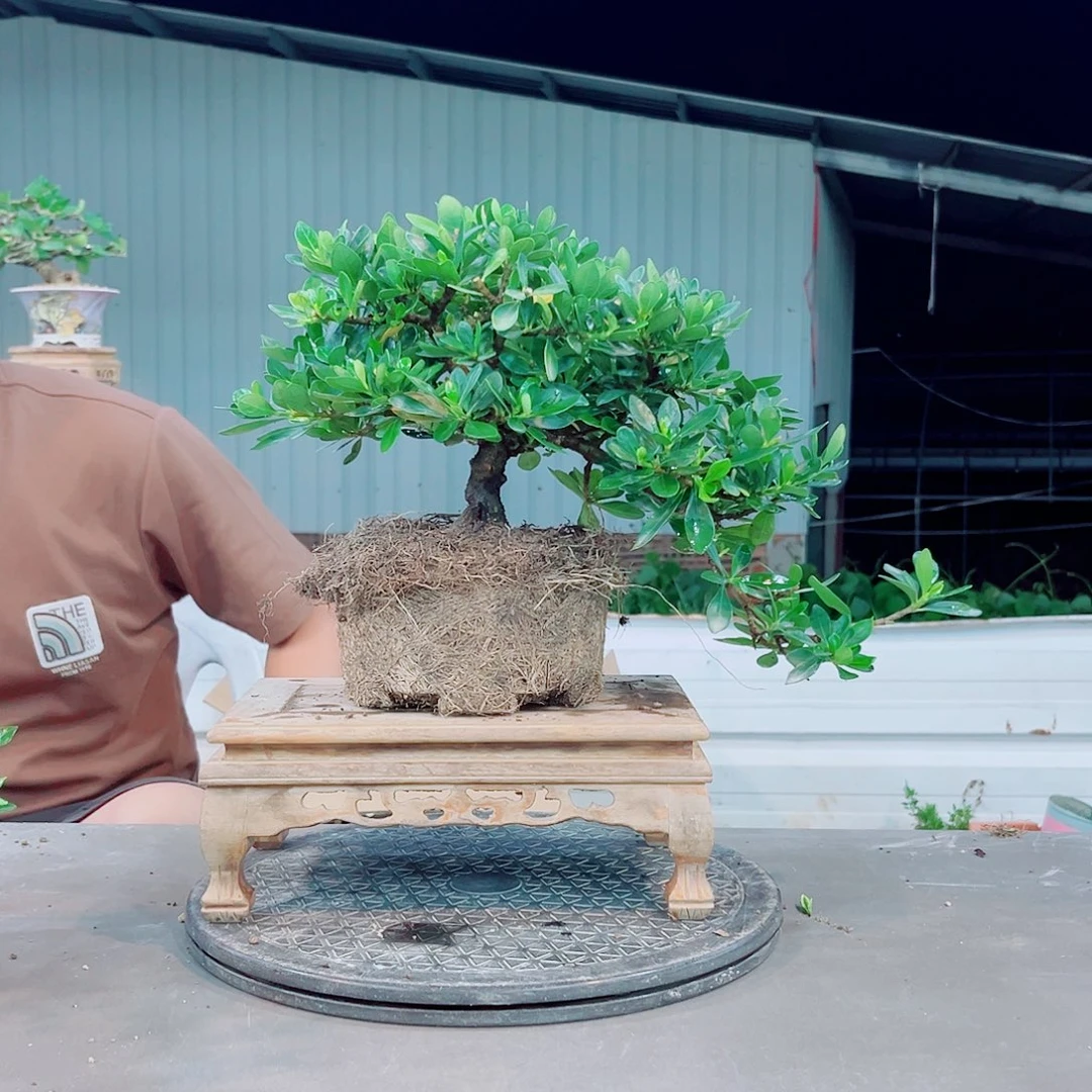 这***活玉荷栀子花花花花