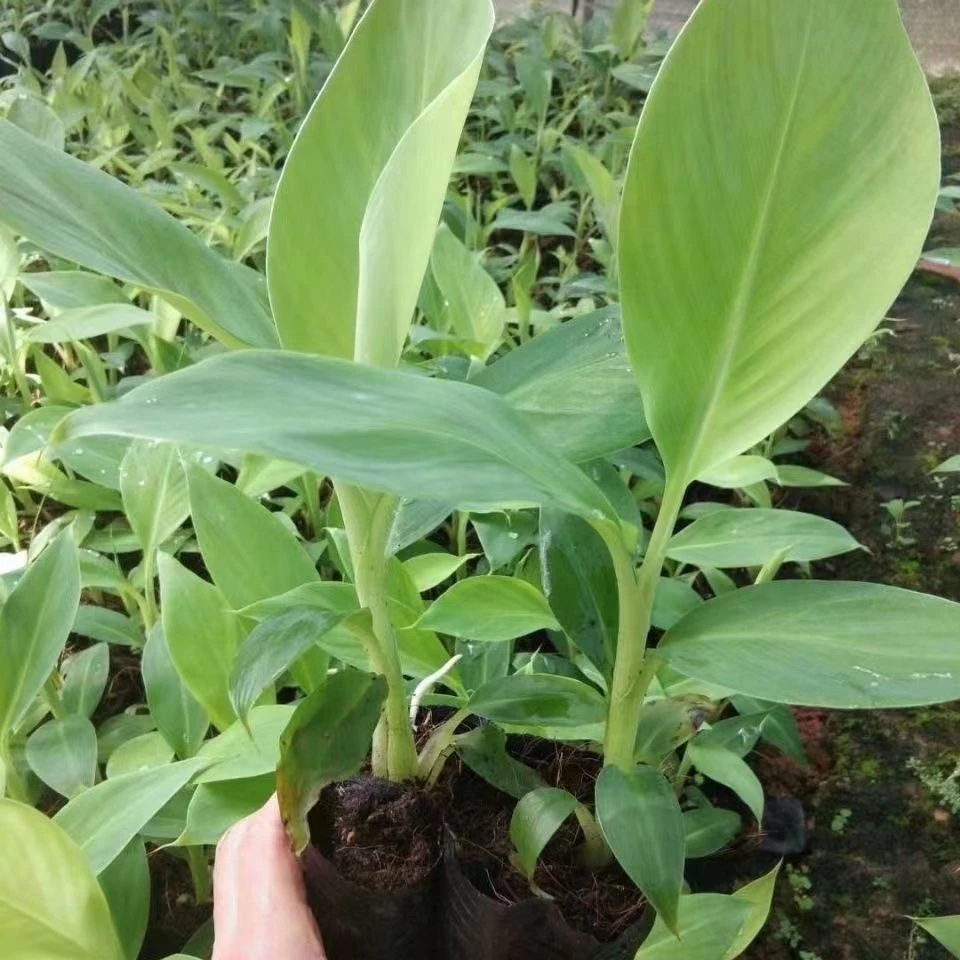 新品种矮化香蕉苗桂6防寒抗冻南北方可种盆栽地栽当年有惊喜