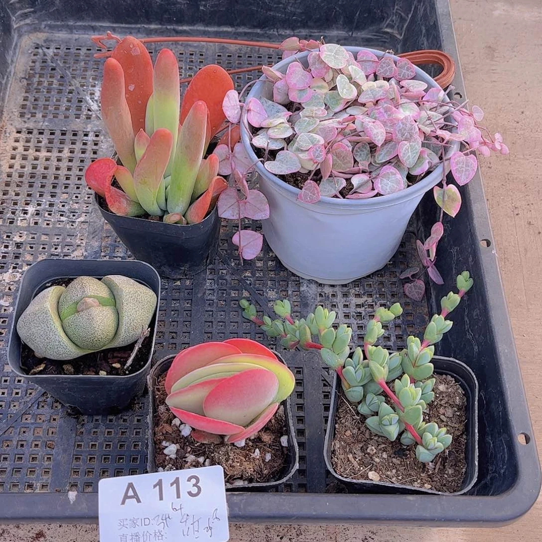 多肉113多肉植物