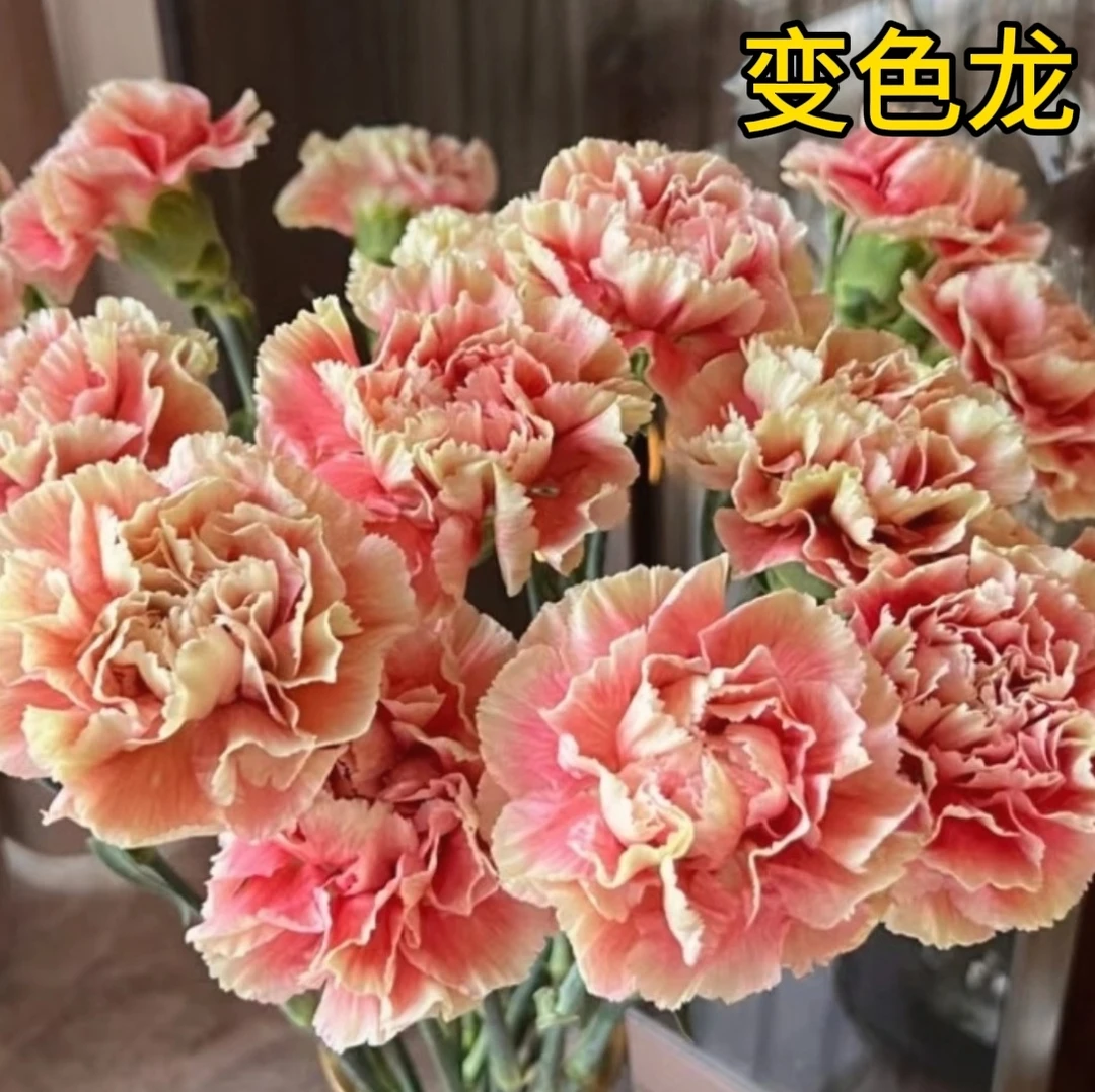A级 变色龙 20支  康乃馨单头鲜花 云南基地发货