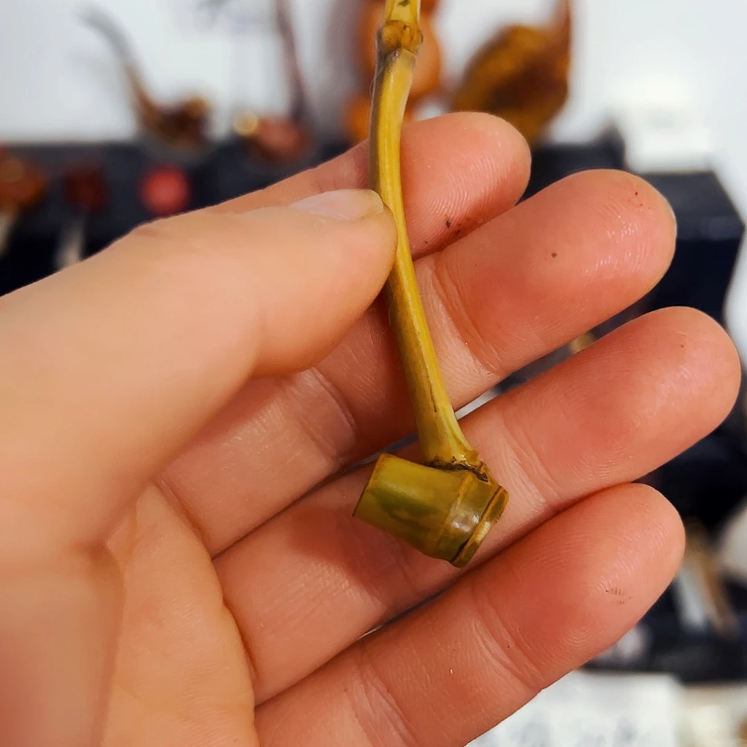 核桃木/黑胡桃（胡桃木）