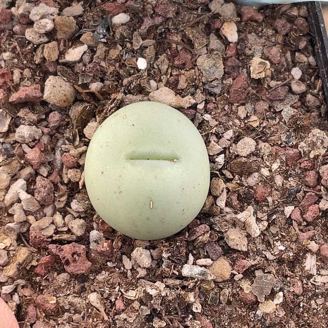 3-88白花大g多肉植物