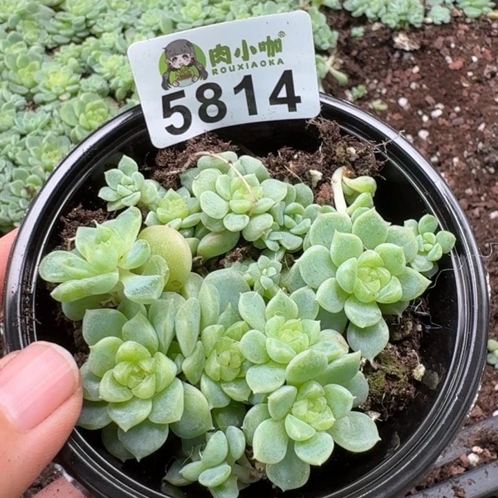 多肉植物多肉植物