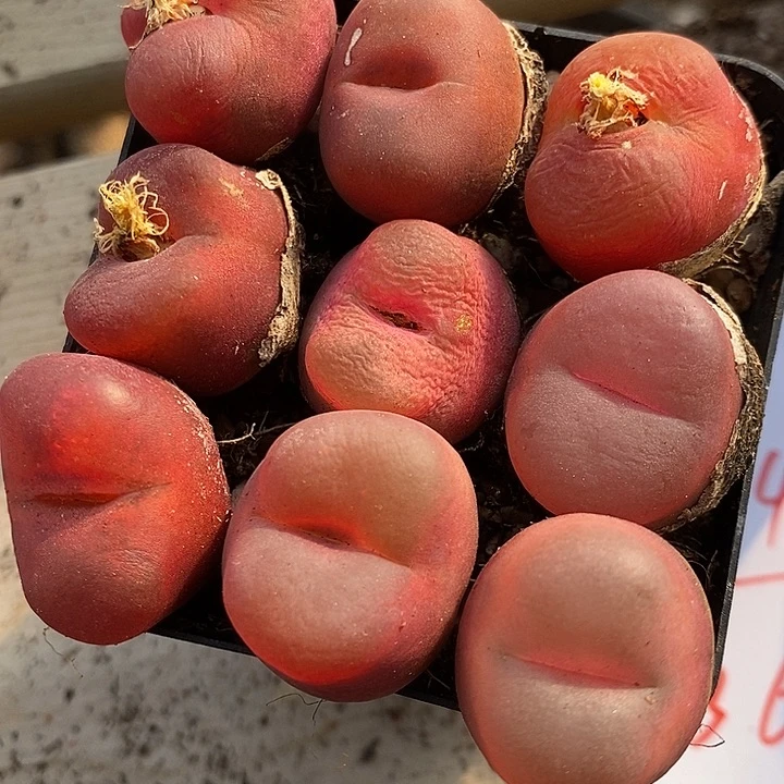 1948红蟠桃母本一组。