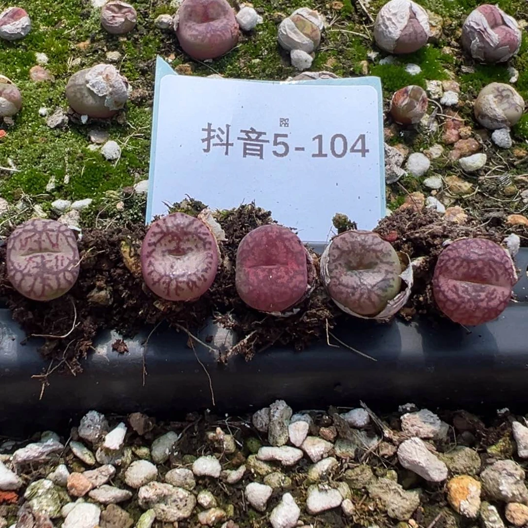 5-104量拍吕杂一颗。多肉