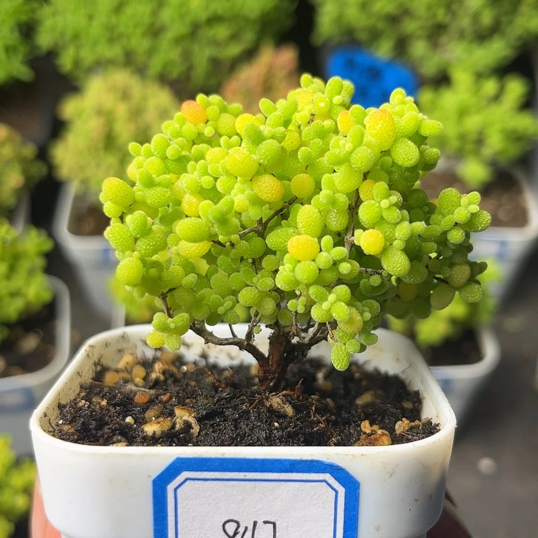 847蜜桔。