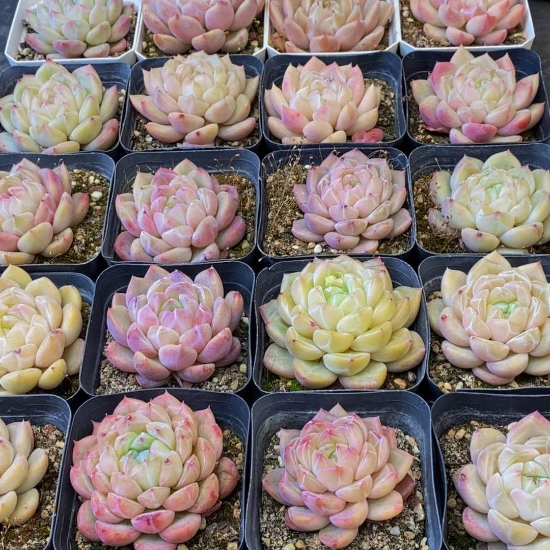 吖**北353的人和我一起看电影